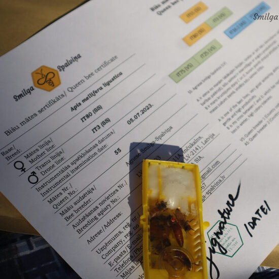 Veterinary health certificate TRACES NT