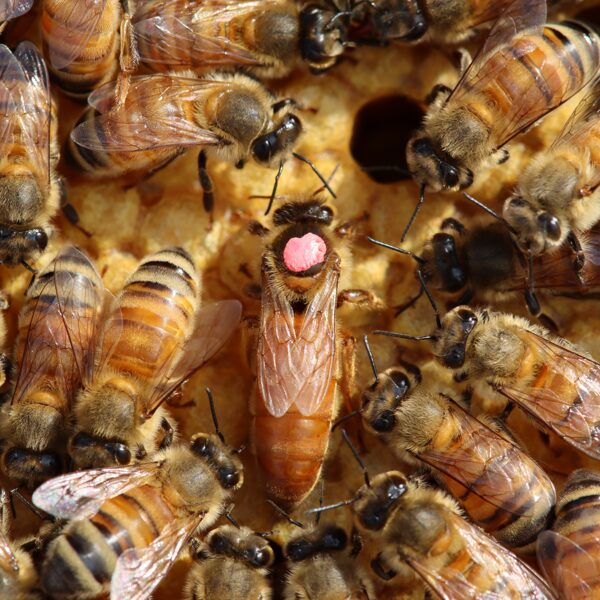 Ligustica (Finnish Italian) bee queens