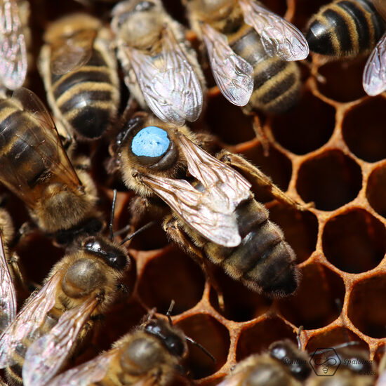 Mellifera, dabīgi apsēklota