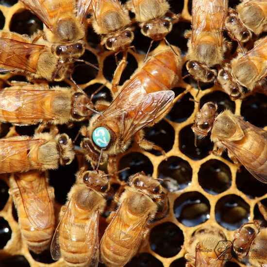 Cordovan, neapsēklota