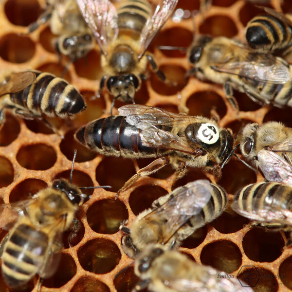 Kraina-karpatu, neapsēklota