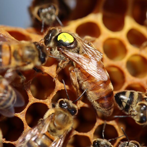 Buckfast queens naturally mated