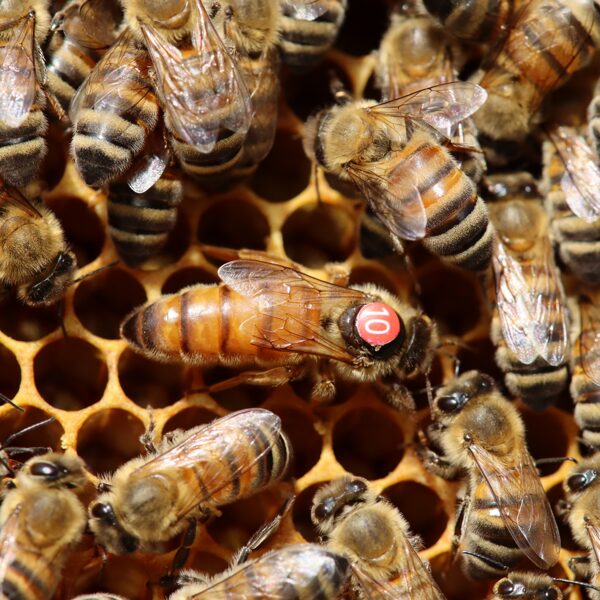 Buckfast queens instrumentally inseminated