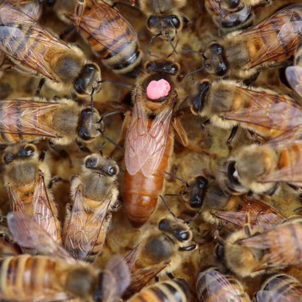 Ligustica (Finnish italian) virgin queens