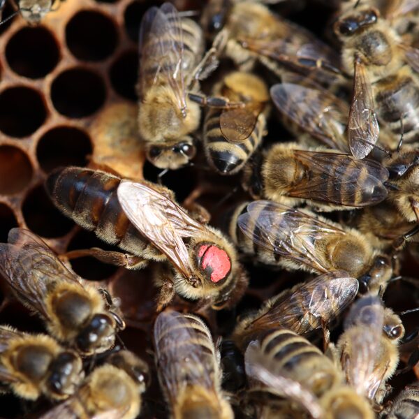 Carnica-Carpathian cross queens naturally mated