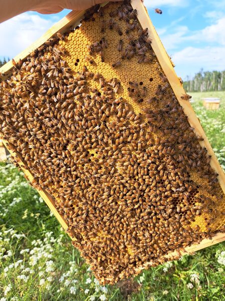 New bee colonies on 3 to 6 frames with instrumentally inseminated Carnica queens