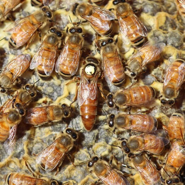 Ligustica (Finnish italian) queens naturally mated